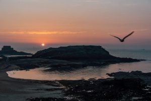 bird flying near the coast during sunset