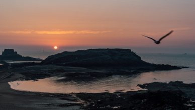 bird flying near the coast during sunset